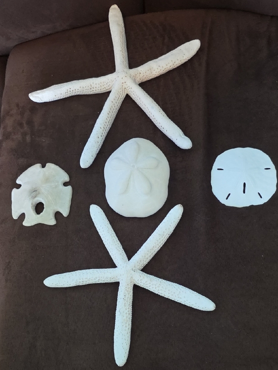 Other - Real Decorative White Two Starfish and Sand Dollar And Sea Biscuit!